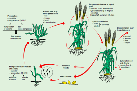 Bacterial leaf streak and black chaff on small grains